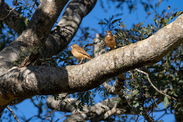 Fototapeta premium Couple of João-de-barro (Furnarius rufus) in selective focus