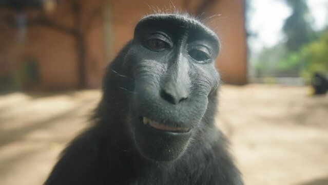 Close up of a black macaque looking straight to the camera and smiling. Slow motion. 