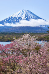 枝垂れ桜と富士山　精進湖