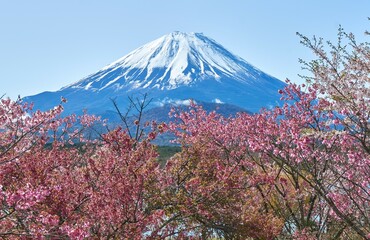 枝垂れ桜と富士山　精進湖