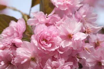 Obraz premium Pink Cherry Blossom moving on wind. Macro selective focus. Blurred background. Pink sakura blossom petals close up selective focus. 