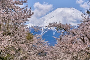 忍野の新名川の桜並木と富士山　忍野八海