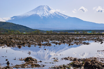 田んぼの水溜りの逆さ富士　忍野の田んぼ