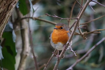 Robin sitting on a branch by cobwebs