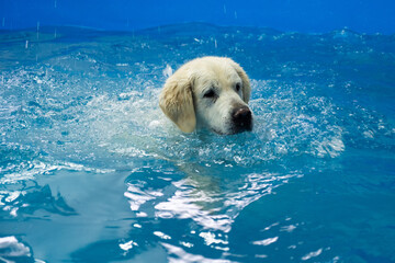 golden retriever dog training in the swimming pool. Pet rehabilitation in water. Recovery training...