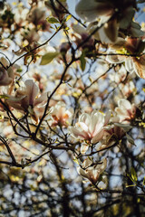 white magnolia flowers © Nicole Kandi