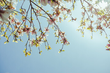 White and pink magnolia flowers on branches with blue sky background