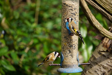 Goldfinches eating seeds at a bird feeder