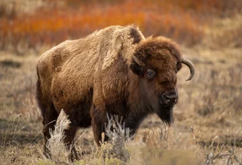 Tuinposter american bison © Chris