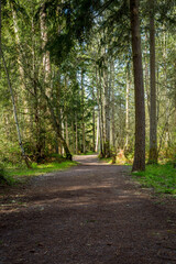 A dirt path leading through a forest of pine trees at Bud Blancher Trail near Eatonville, Washington.