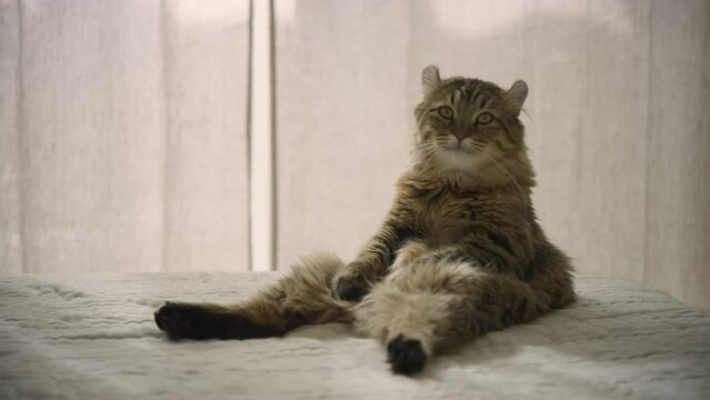 A young highland lynx cat yawns while sitting on a bed. A cat sitting like a human. The sly house cat washes. The kitten licks its lips after eating and washes with its paw. 