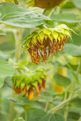 Sonnenblumenfeld (Helianthus annuus), verblüht