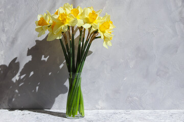 Beautiful bouquet of yellow daffodils in a vase against a gray wall in sunny day with deep shadows. Copy space. Hard light