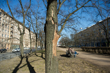 Fototapeta premium Old tree with fungus against sky in spring