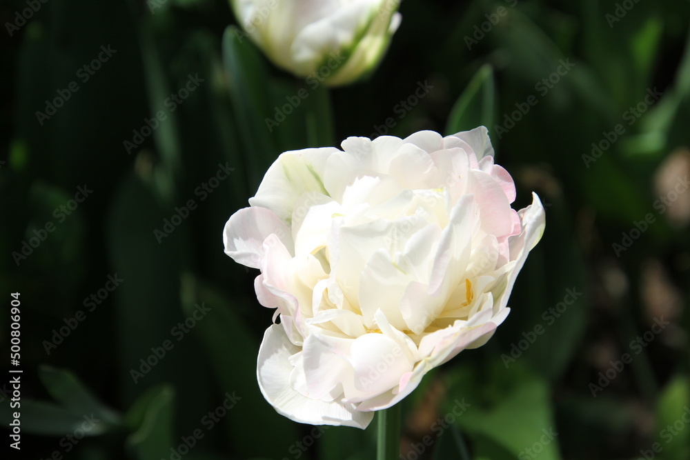 Wall mural white tulip flower