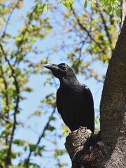 A crow perched on the tree is looking into the distance