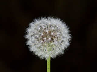 Dandelion Puffball is beautiful