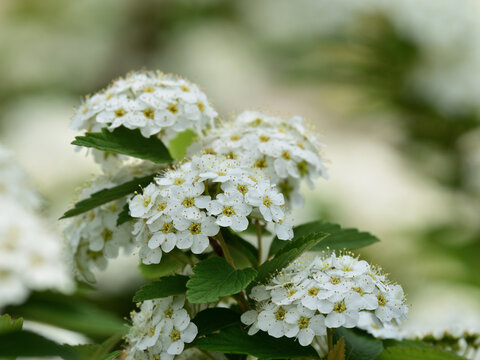 Reeves Spirea
