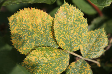 Rose rust. Symptoms of fungal disease of roses in form of yellow spots on the leaves
