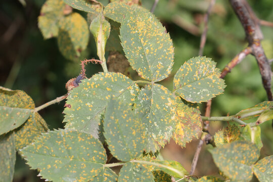 Rose rust. Symptoms of fungal disease of roses in form of yellow spots on the leaves