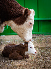 Hereford beef cow and new born calf