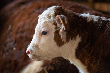 Newborn Hereford beef calf in barn