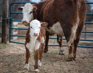 Hereford beef cow and calf on a farm © DebraAnderson