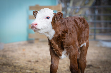 New born Hereford beef calf - obrazy, fototapety, plakaty