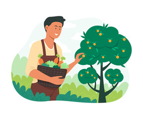 Man Picking Fresh Vegetables and Fruit in Garden.