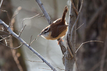 Carolina wren