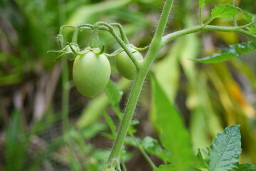 Tomate