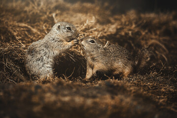 Ground Squirrel (Spermophilus citellus) detail portrait