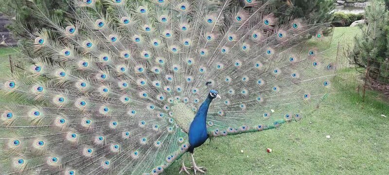 A beautiful young peacock spreads its tail on green grass. Blue peacock shows magnificent feathers and dances mating dance in park, zoo, farm