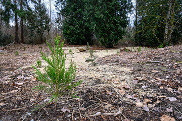 Forrest restoration project, new tree planting after invasive species removal, environmentally friendly habitat
