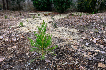 Forrest restoration project, new tree planting after invasive species removal, environmentally friendly habitat
