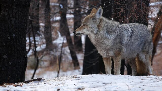 Wild Furry Wolf, Gray Coyote Or Grey Coywolf, Winter Snowy Forest, Yosemite National Park Wildlife, California Fauna, USA. Undomesticated Predator Walking And Sniffing, Hybrid Dog Like Animal Standing