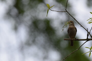 Bird nest building