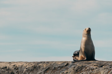El harén de los lobos marinos