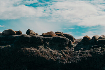 El har&eacute;n de los lobos marinos