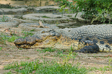 Alligator in Balikpapan, Indonesia
