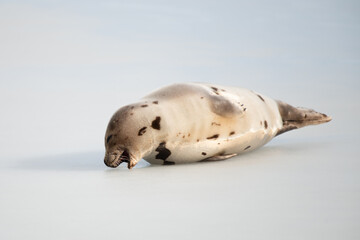 A large grey harp seal or harbour seal on white snow and ice with its mouth open chewing ice. The...