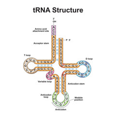 Scientific Designing Of Transfer RNA (tRNA) Structure. Colorful Symbols. Vector Illustration.