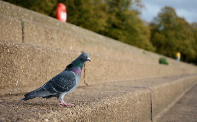 Common pigeon