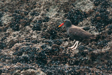 Los animales en Puerto Pirámides