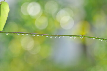 Tokyo, Japan - April 25, 2022: Raindrops on grass leaves illuminated with the rising sun

