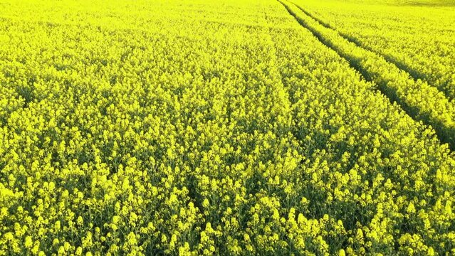 Aerial view of a yellow rapeseed field in spring, Marbach, Germany.