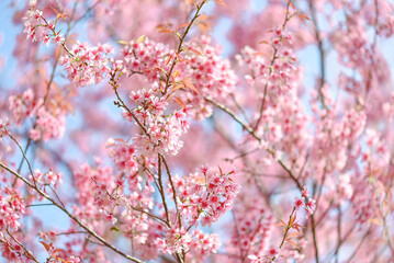 Winter-blooming Wild Himalayan Cherry flowers, Chiang Mai, Thailand.