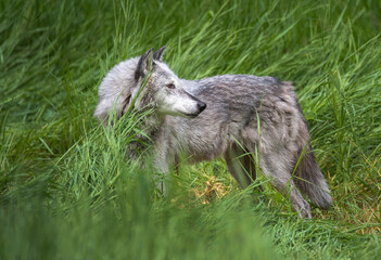 Tundra Wolf