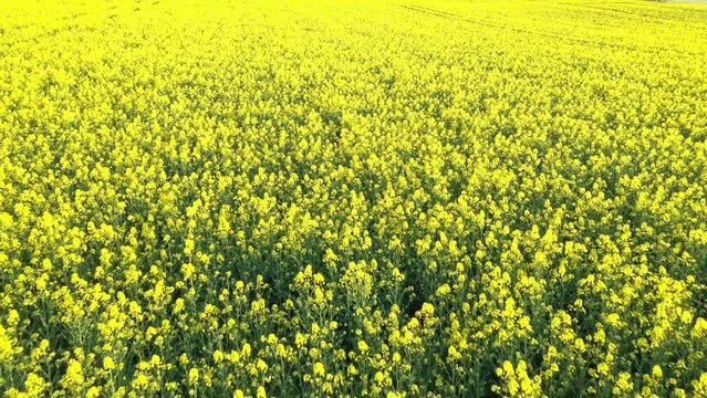 Aerial view of a yellow rapeseed field in spring, Marbach, Germany.