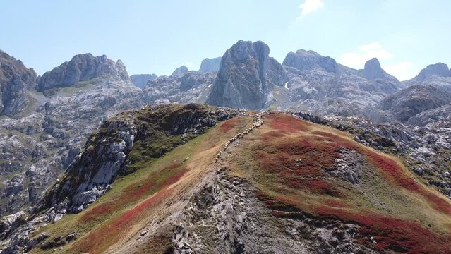 Flock of Sheep Walks In Line at Mountains of Prokletije National Park, Montenegro - Aerial